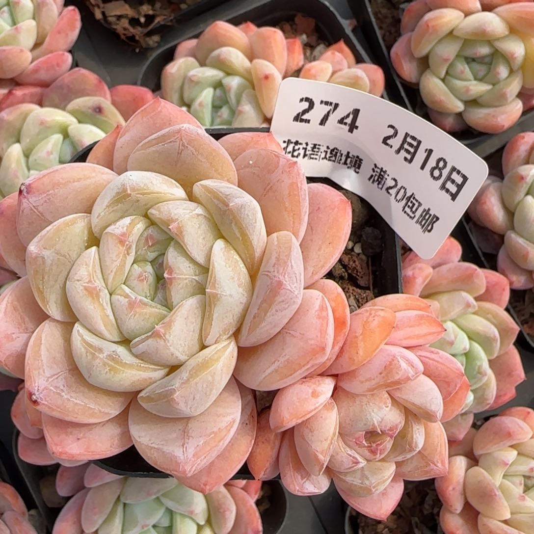 花语逸境0218-274