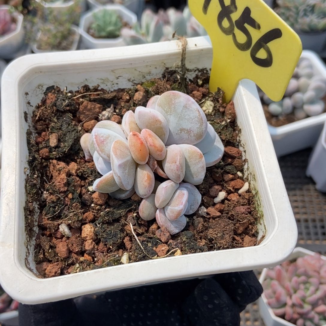 1856雪莲多肉植物保护