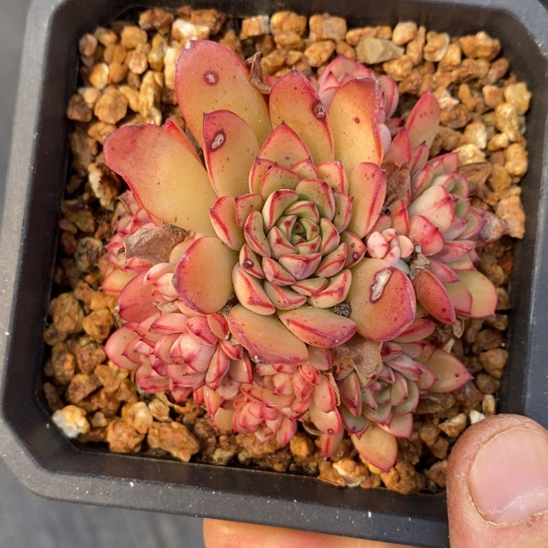 精品多肉一物一拍不包整164