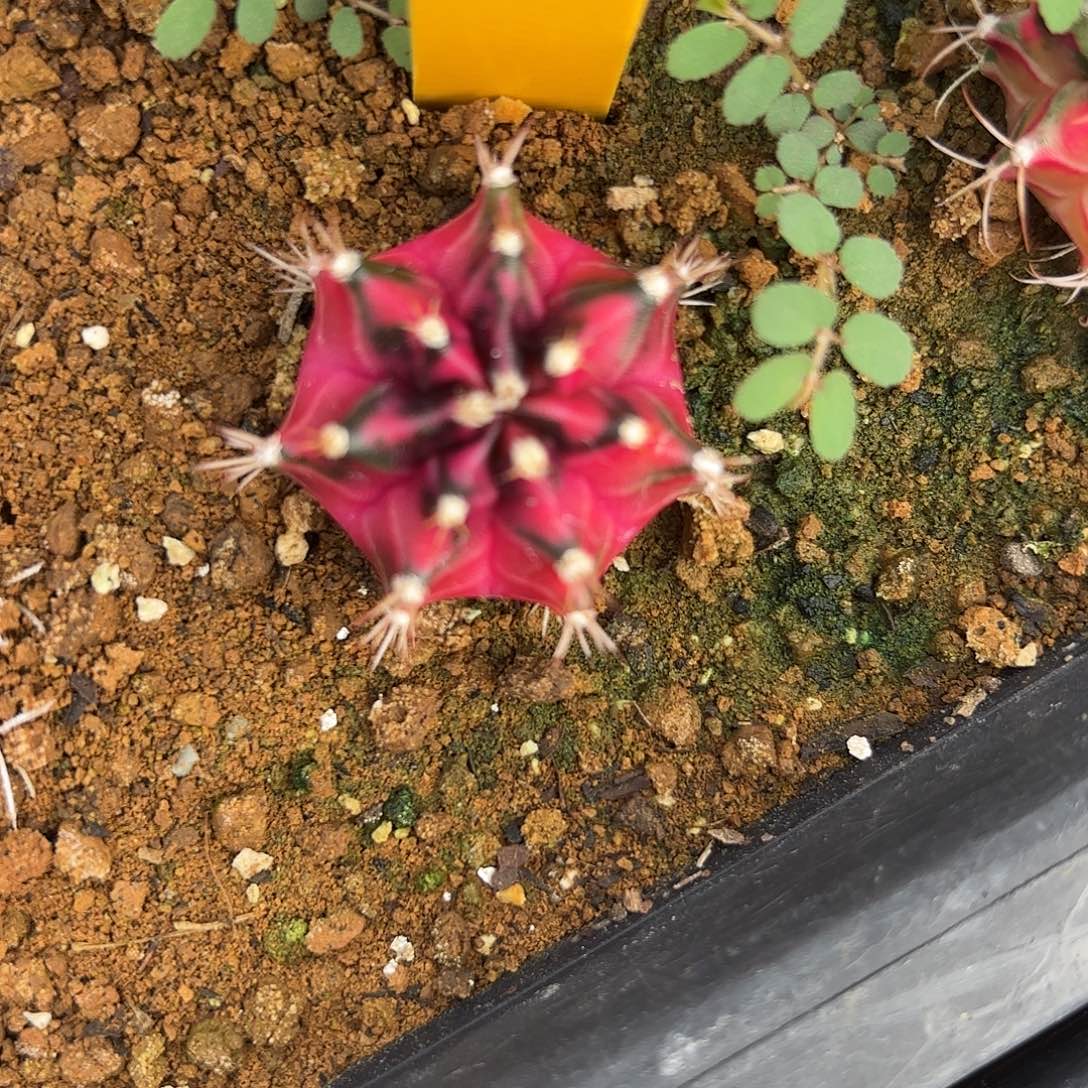 118-1102泰国发货多肉