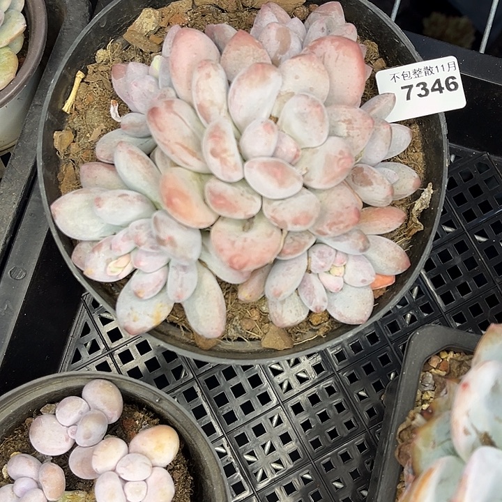 阿雅园艺。           7346香水