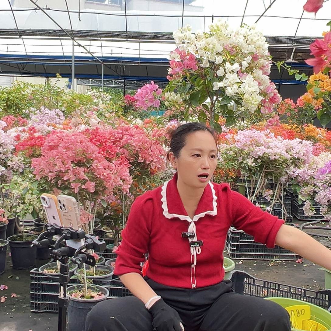 浩***9大部分花苞少量开放B29棒棒糖