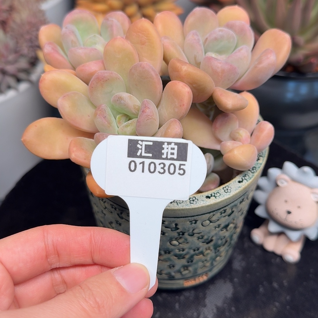 精品多肉植物010305