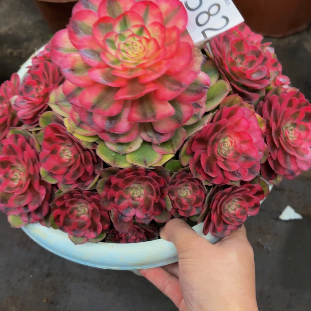 582多肉植物荔枝特价