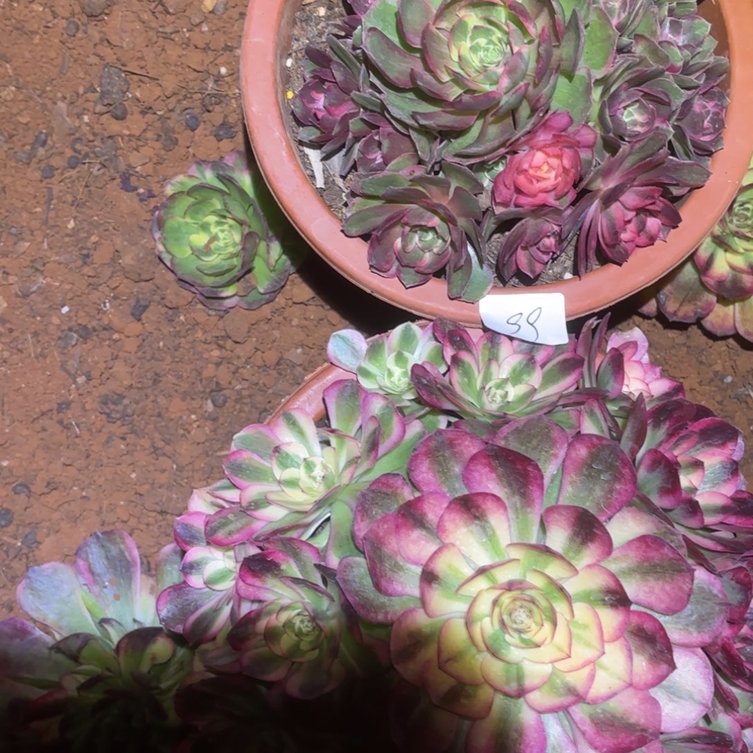 木***姐云南多肉植物组拍