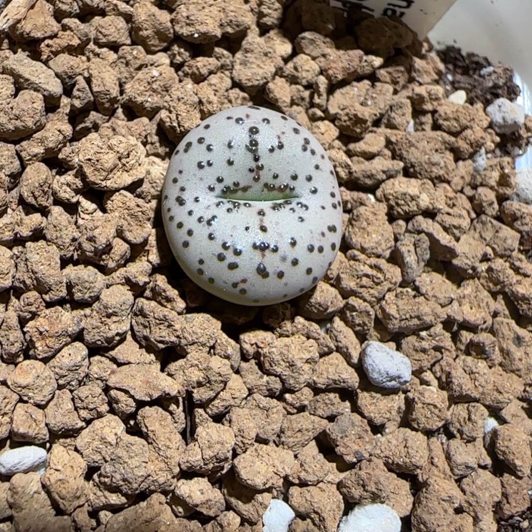 肉锥多肉植物组合-火龙果安贞808