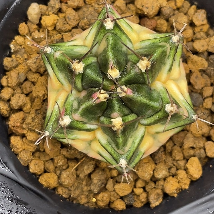 双十二福利！六棱腹肌 白胖