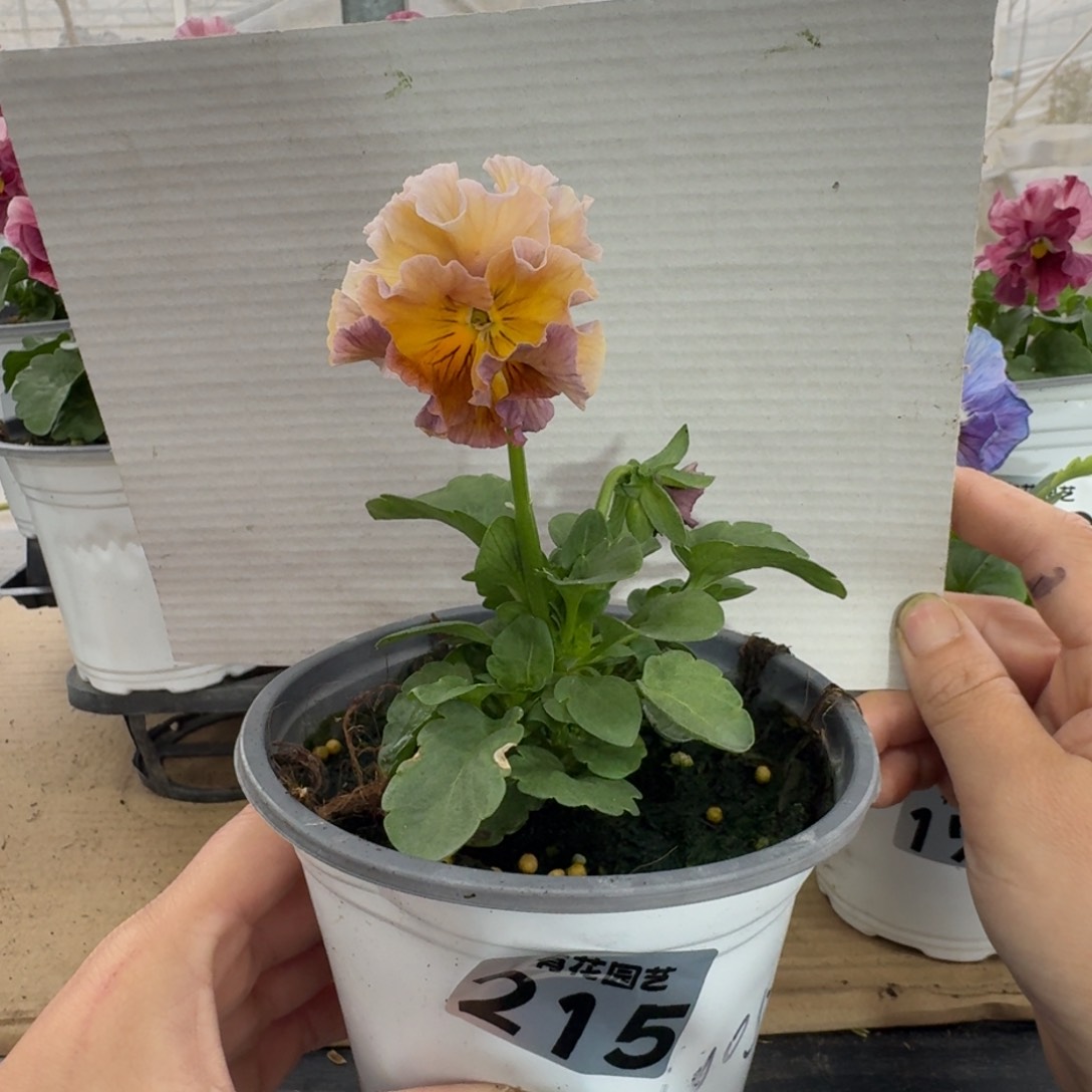 全部花朵215号角堇