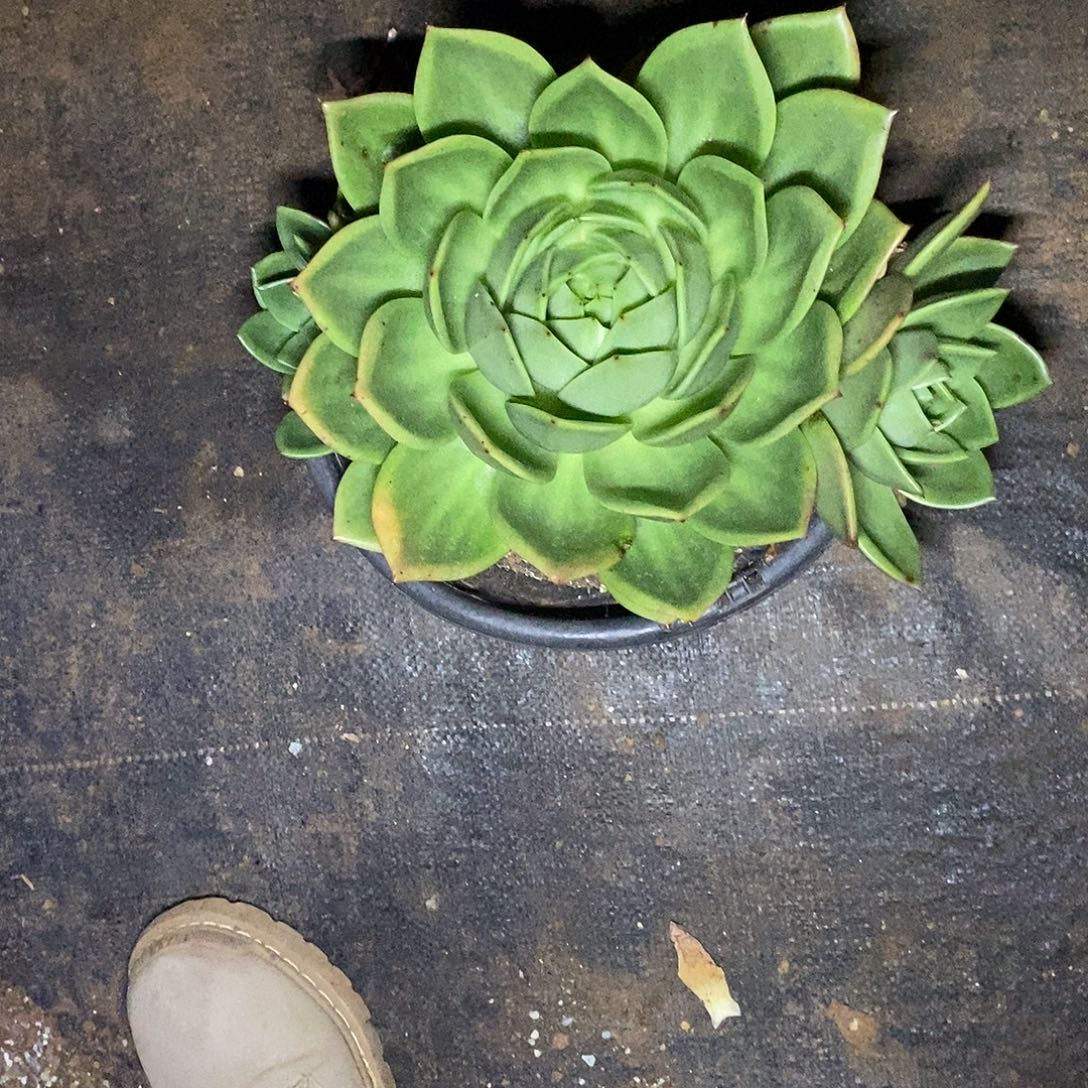多肉植物大翠花啦