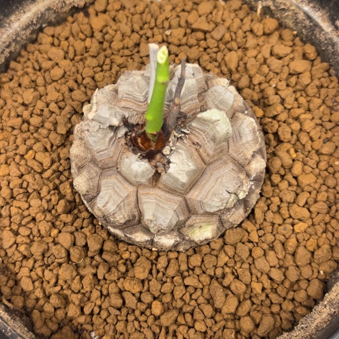 精品盆栽养定的龟甲龙811号