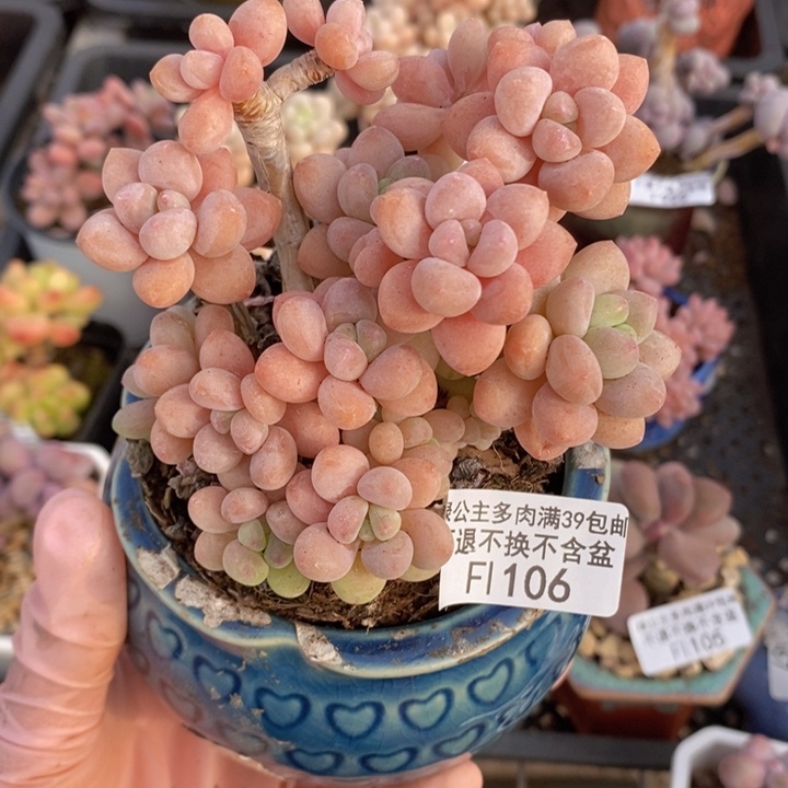 鱼子酱老桩有砍9cm106多肉