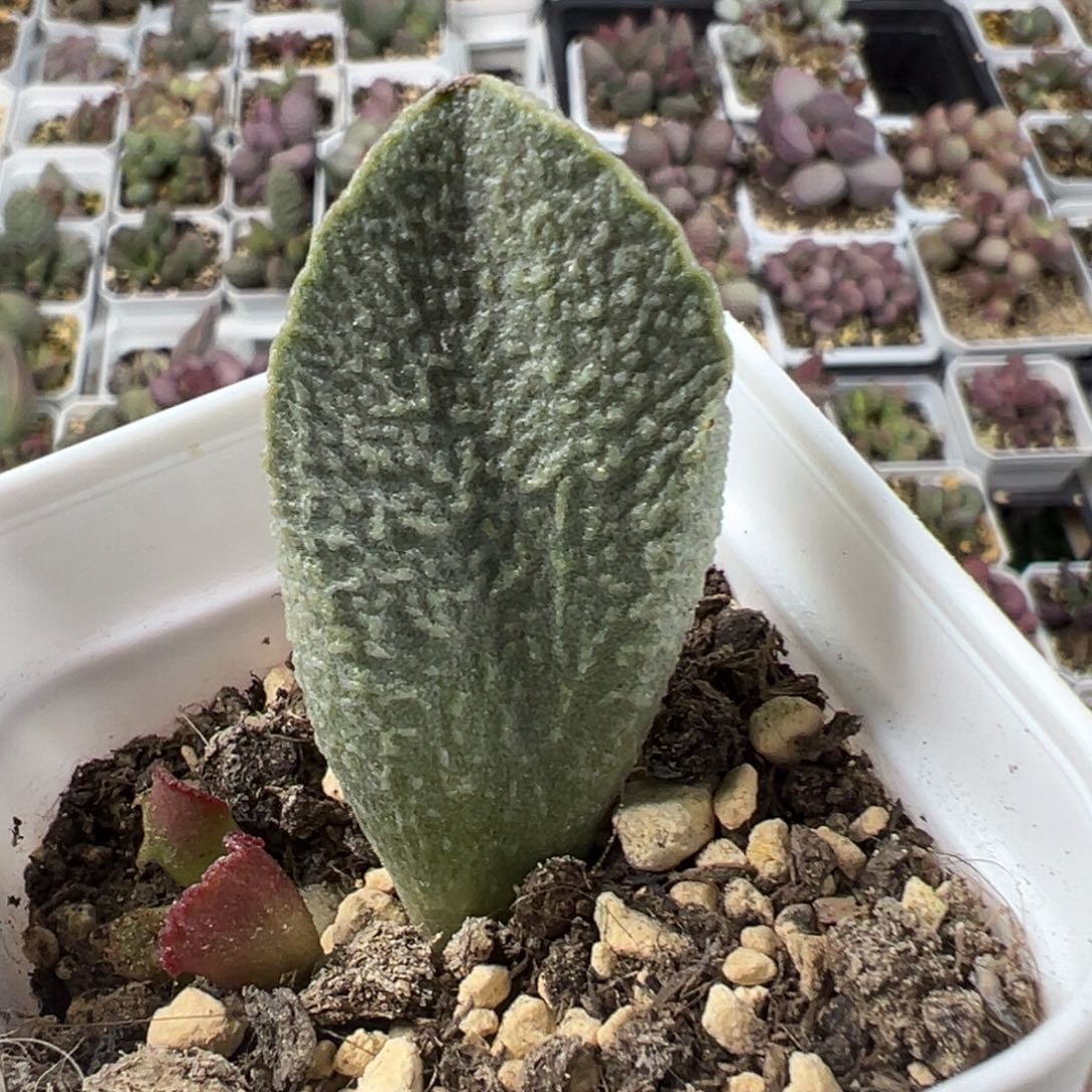 实生底叶苗纹路款多肉植物水泡