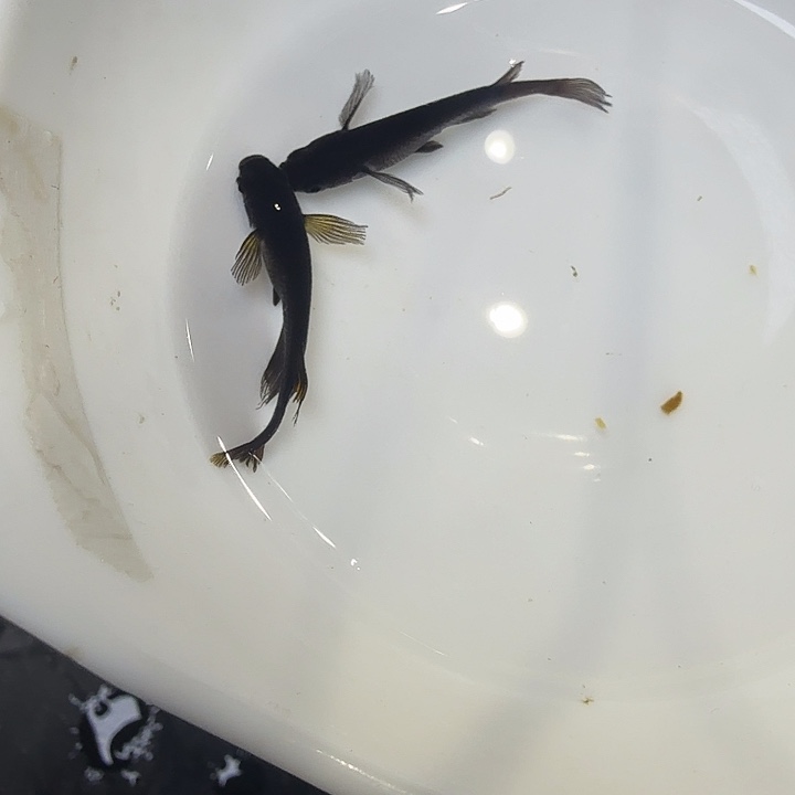 青鳉鱼18号拍品长鳍大蛇