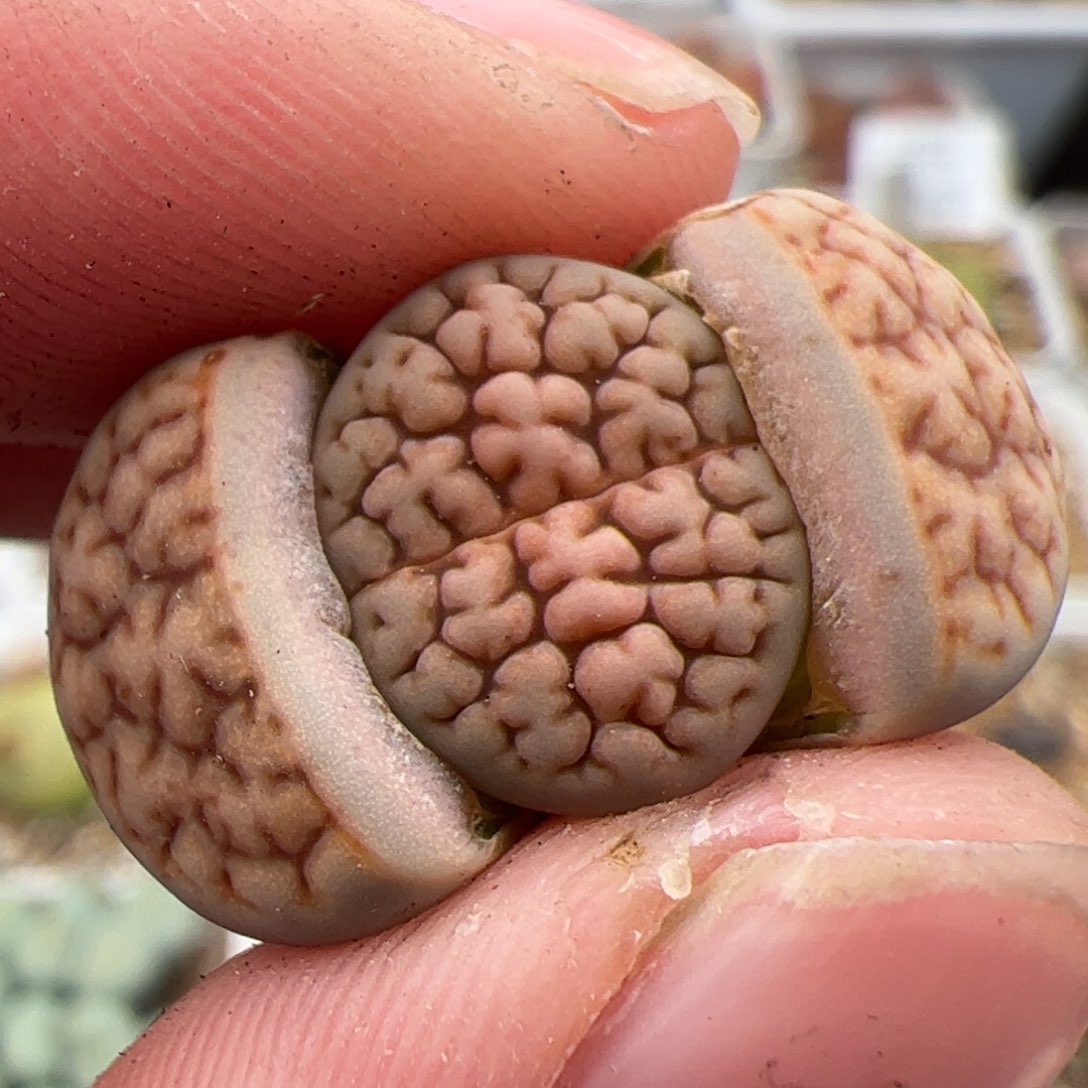 0233号红脑花 多肉植物