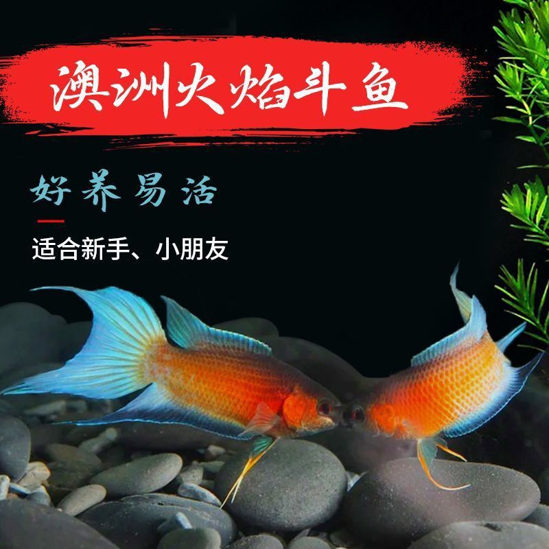 中国斗鱼改良澳火小型观赏鱼耐养不用打氧可群养新手简单好上手