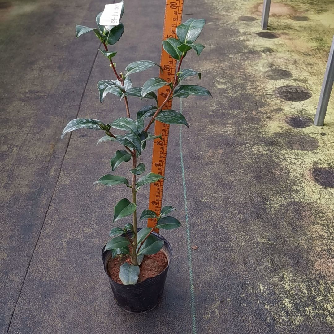 少量花朵（建议范围：2朵-5朵 或40%以下）津川姣