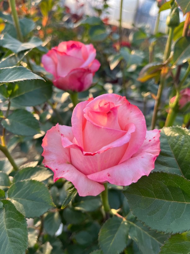 粉衬裙，粉色大花，颜值高特别丰花