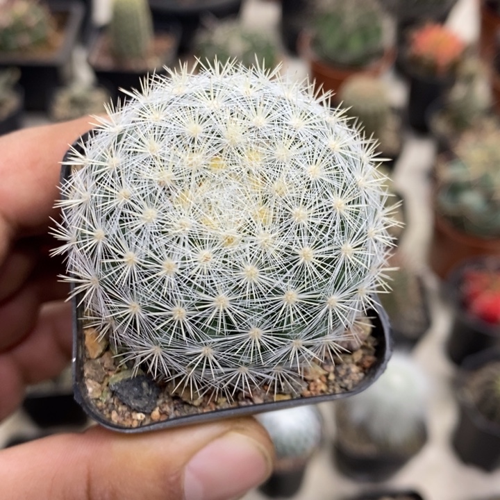 实生满月特价福利