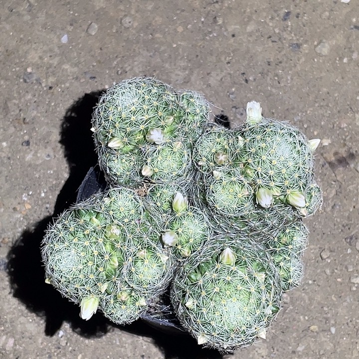 群生吉赛尔白色花仙人球