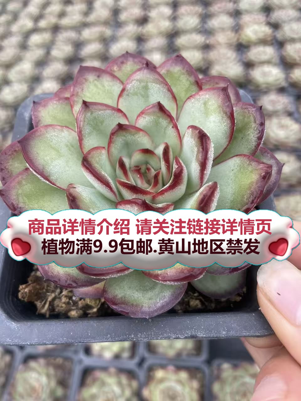 （灵隐-单群混发）多肉要满9.9邮 多肉植物绿植吸甲醛