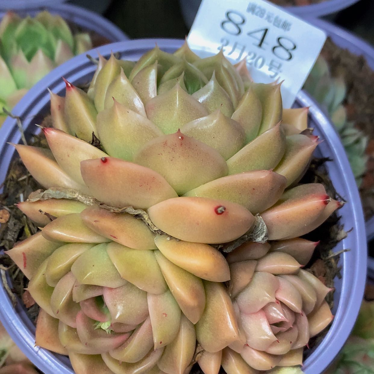【闪购商品】云848