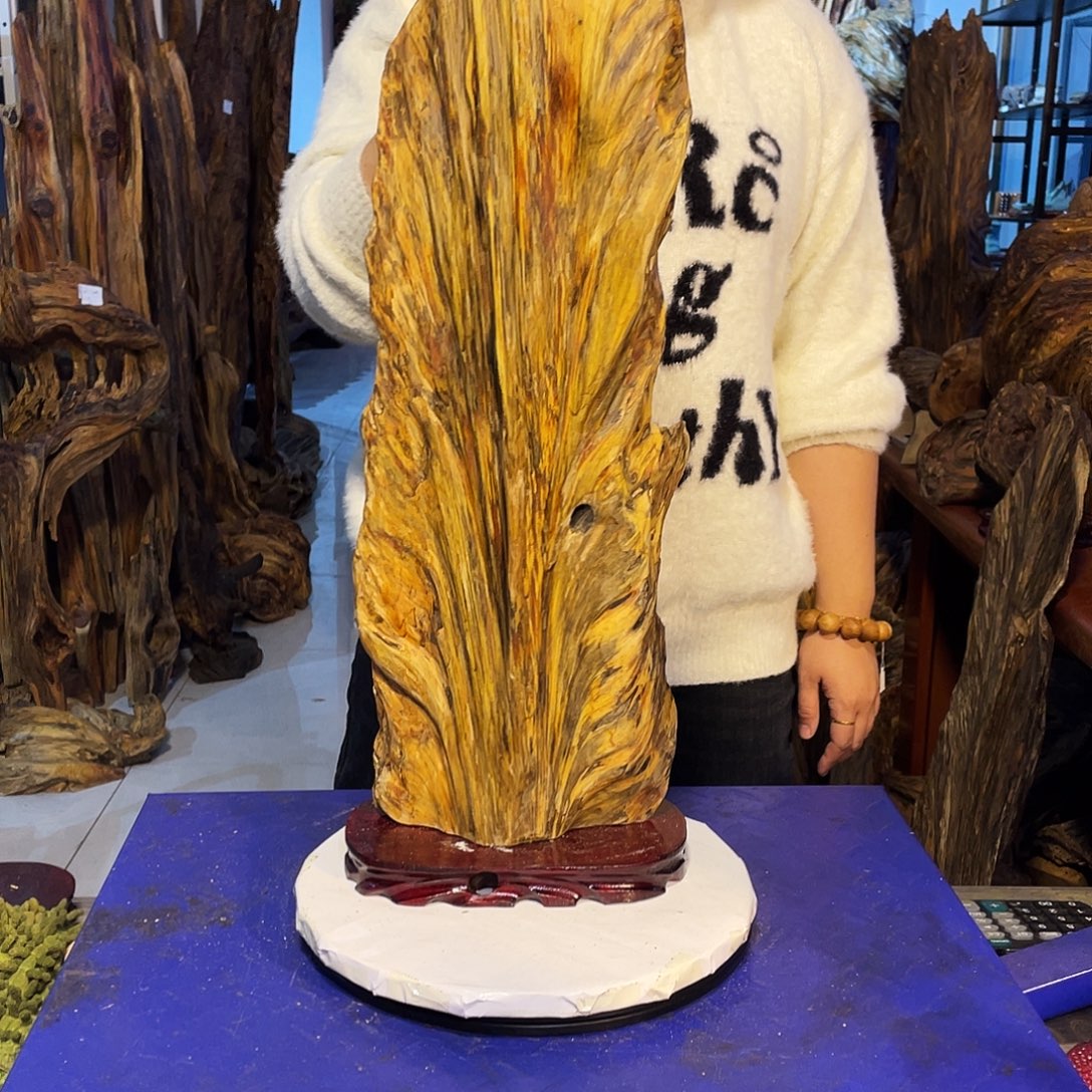 铗***䝺松木（琥珀木）琥珀