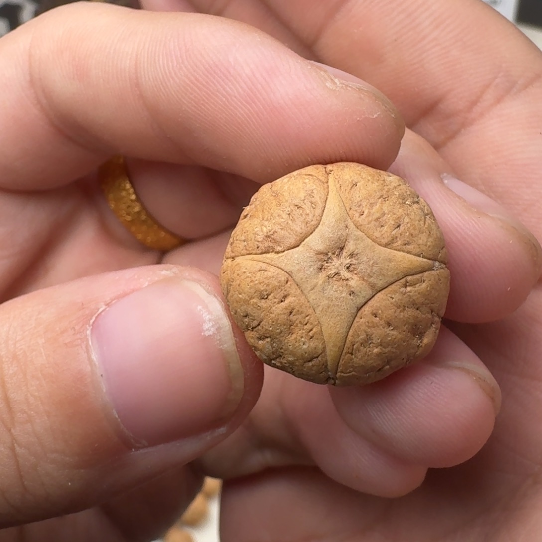 千***梧凤眼菩提吊坠二茬麒麟