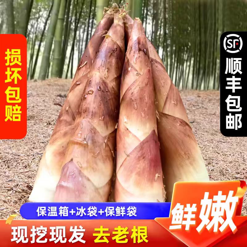 春笋新鲜现挖竹笋临安天目山春笋雷笋油焖笋蔬菜当季鲜笋子