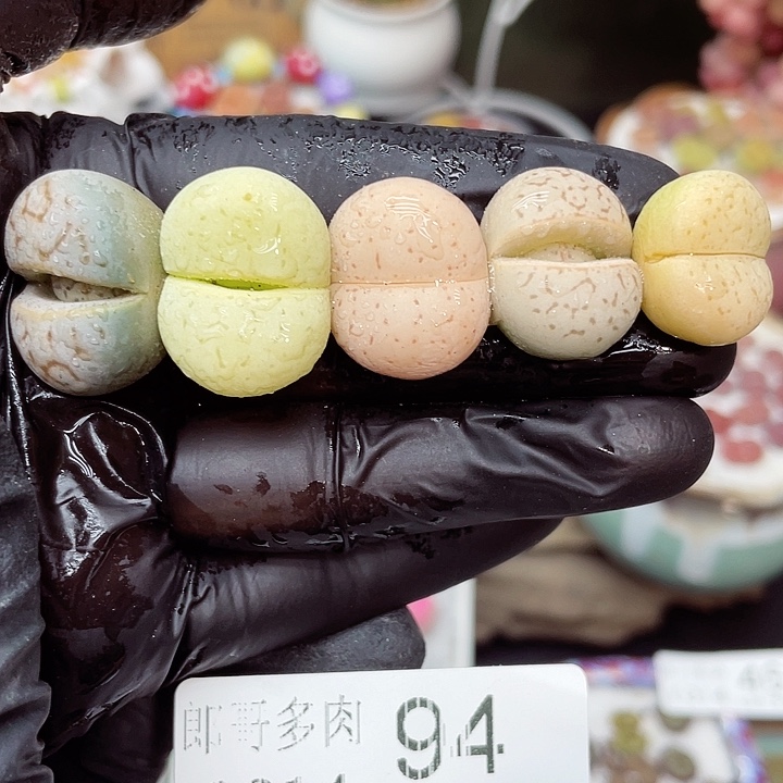 生石花满18包邮14-94