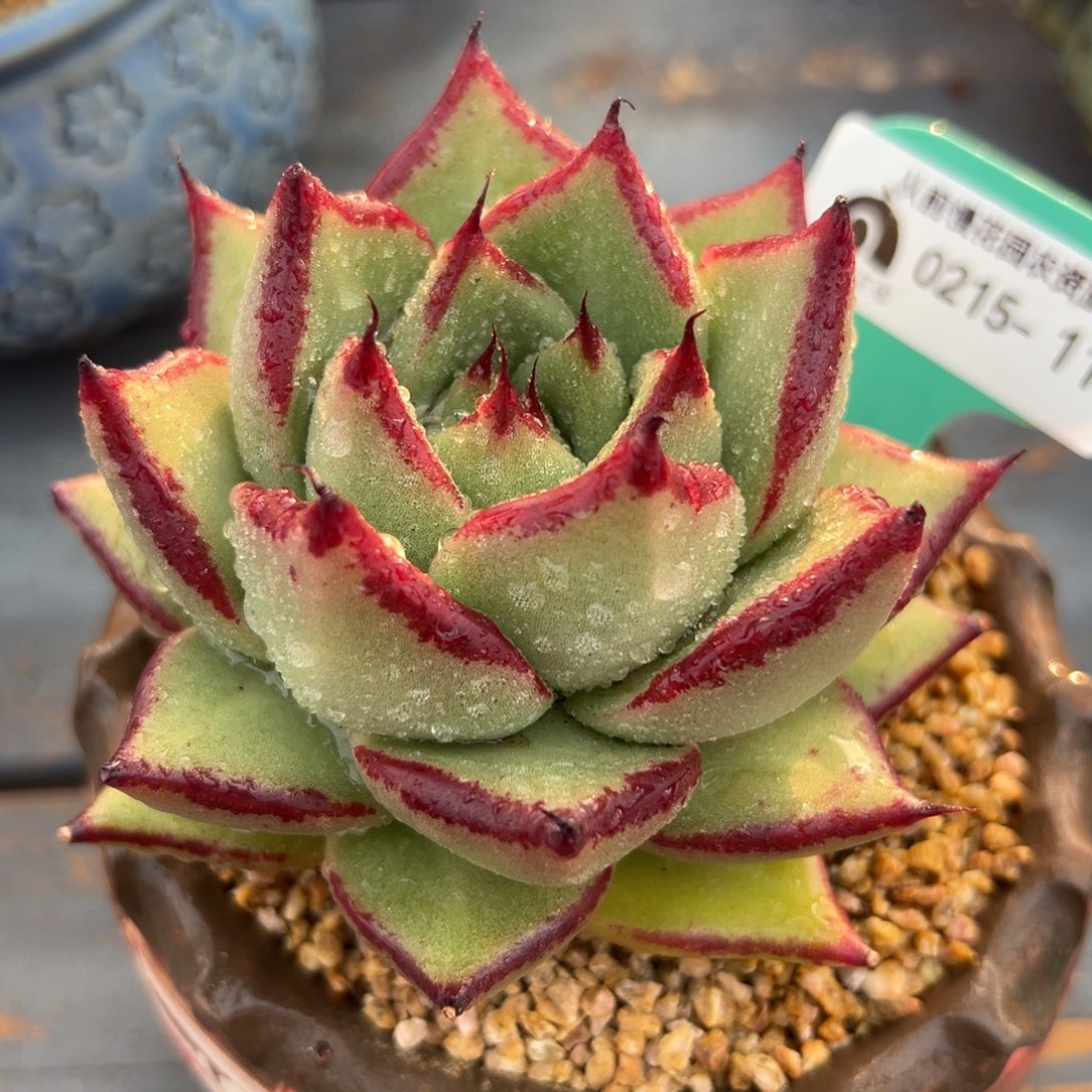 多肉一物一拍0215-119