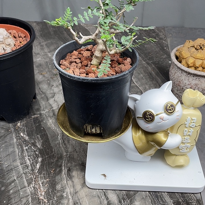 滔天橄榄开播6折福利仅有一单