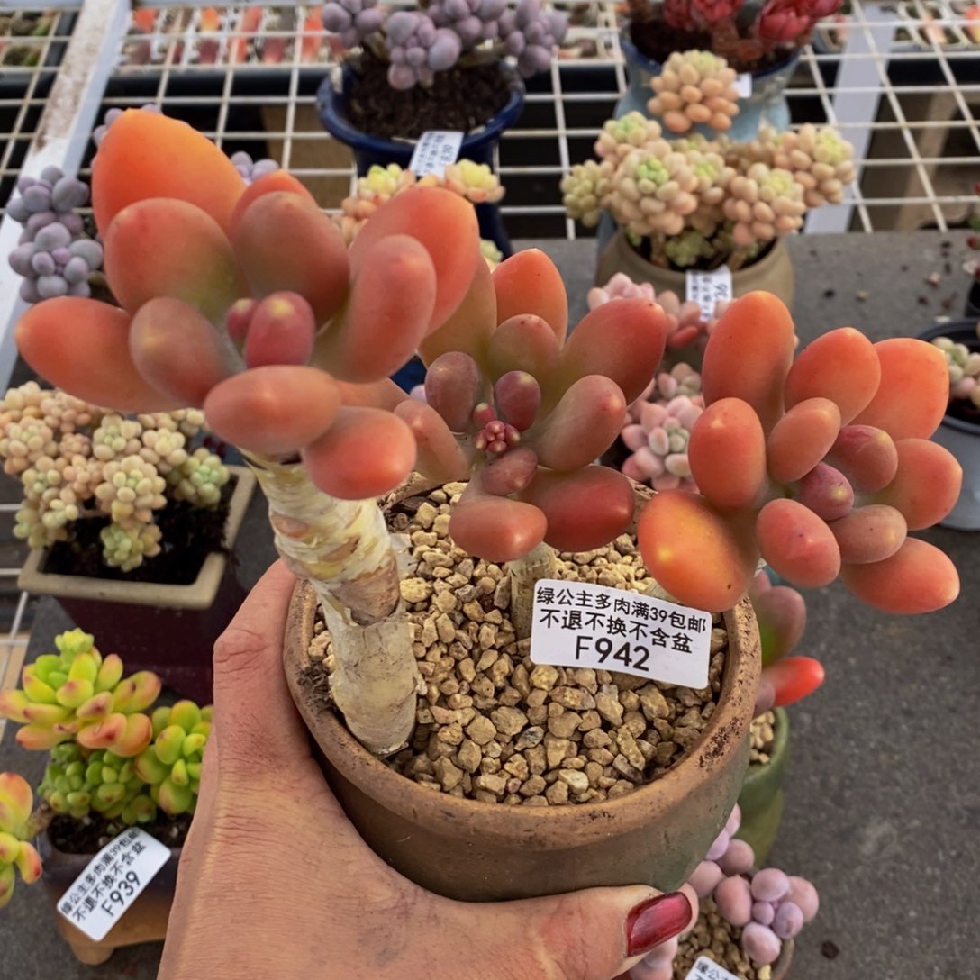 金蟾942/10vm多肉o o