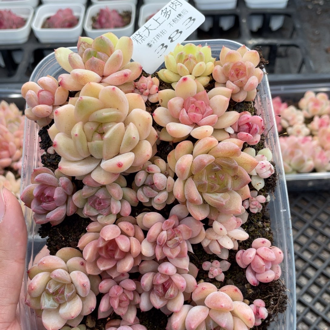 糕大上多肉植物383
