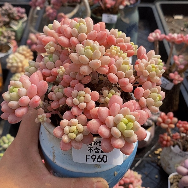 鱼子酱老桩13cm960多肉植物