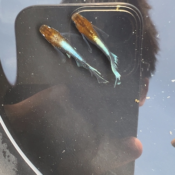 青鳉暗黑赤壁真长鰭1公1母
