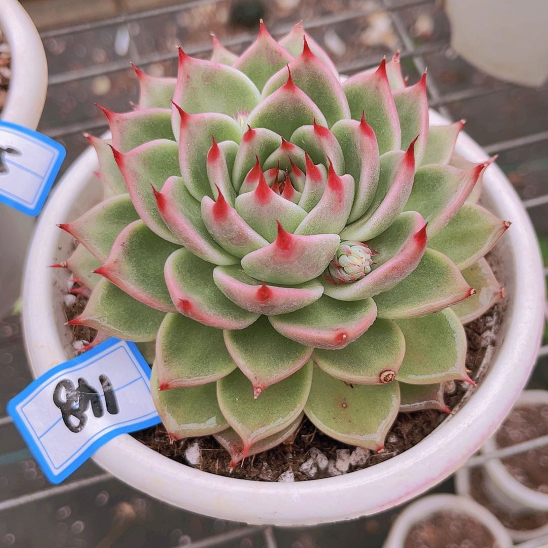 托斯卡11公分9999999999