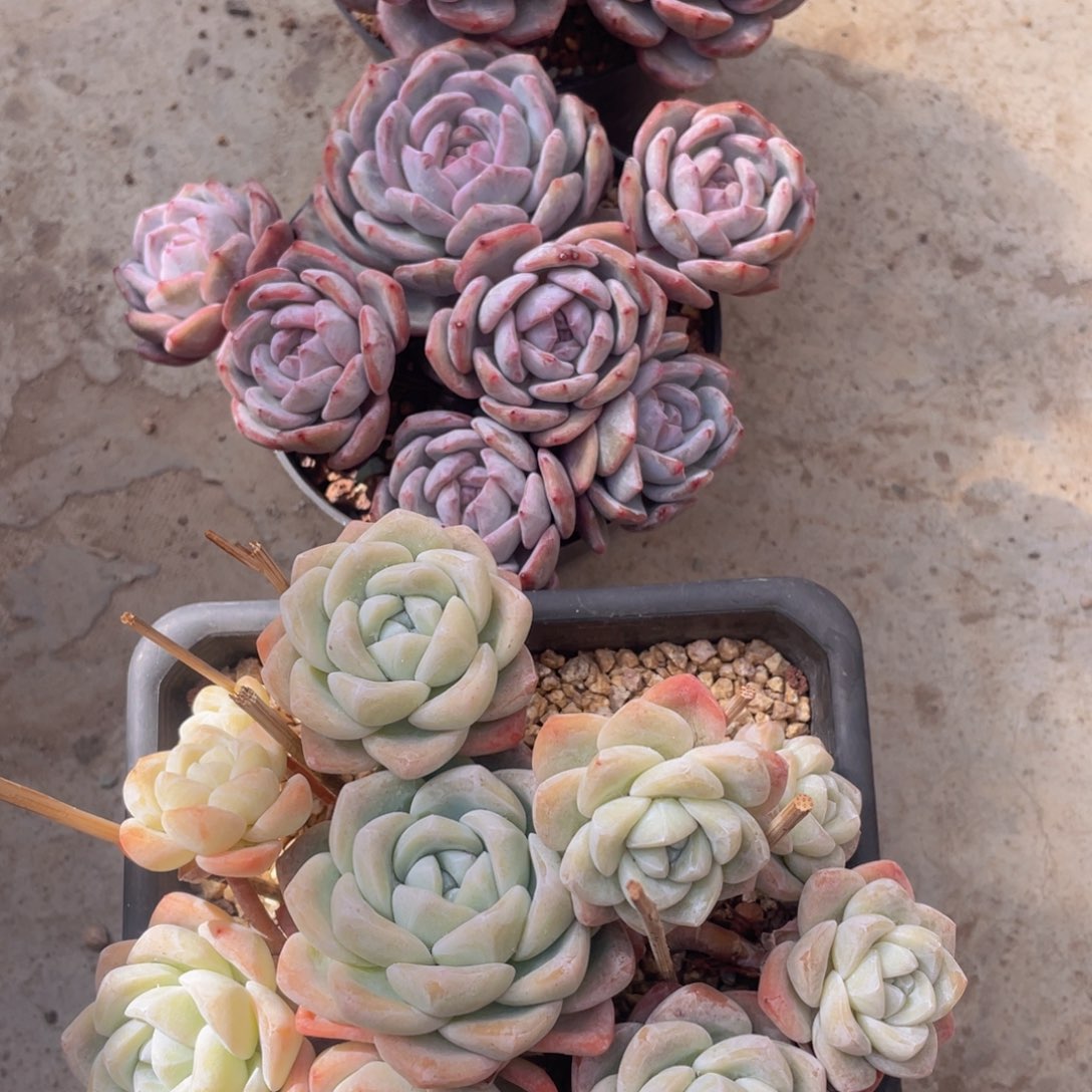 七****呛333333444444454