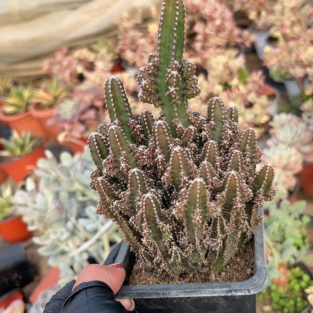 多肉植物万重山群