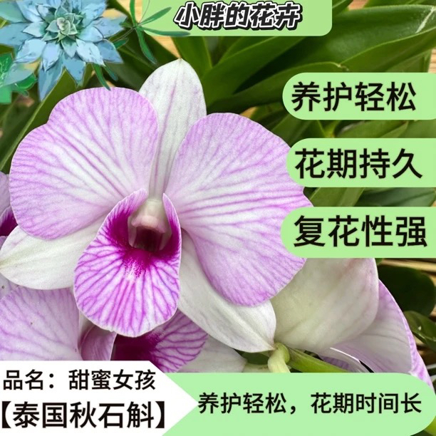 【大盆浪漫樱花】甜蜜女孩秋石斛一物一拍