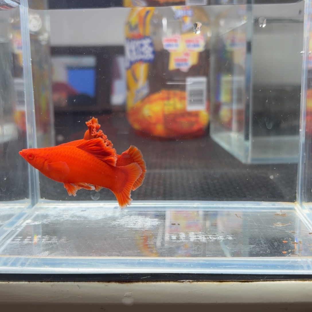 ꧁***꧂海水鱼半月尾红箭鱼一对