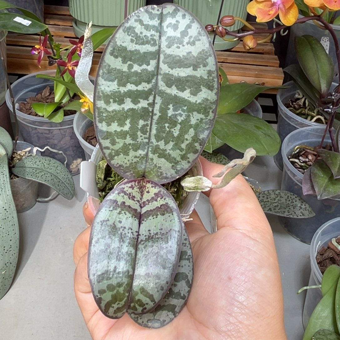 老***人无花朵菲律宾蝴蝶兰