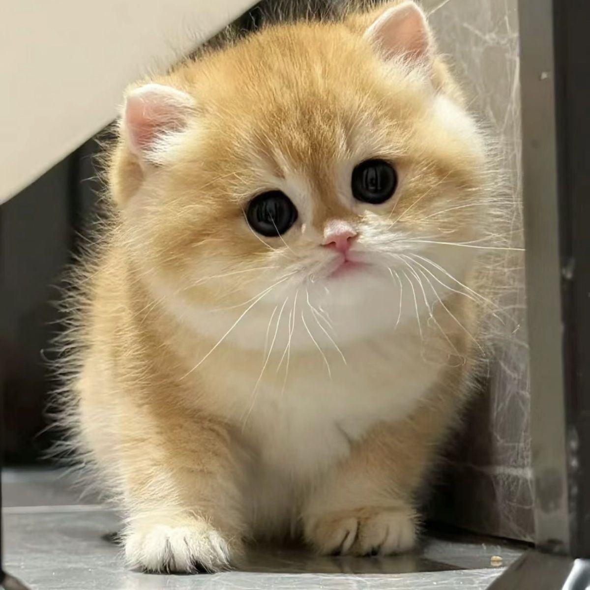 （派大星）专属超急浮立链接