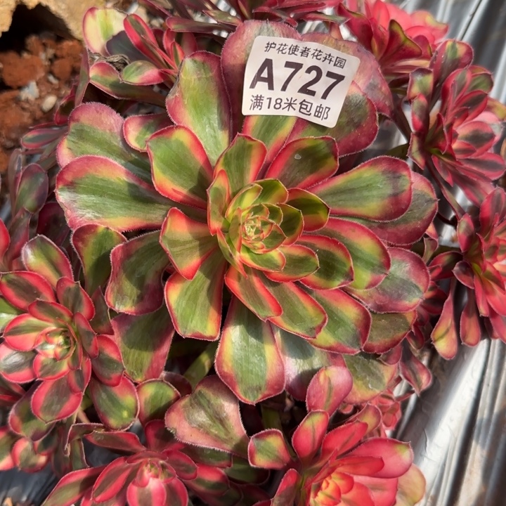 多肉法师初恋朵朵