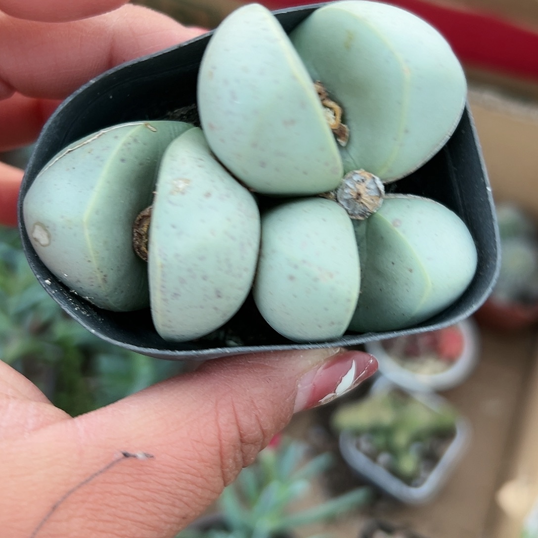 多肉植物微瑕元宝