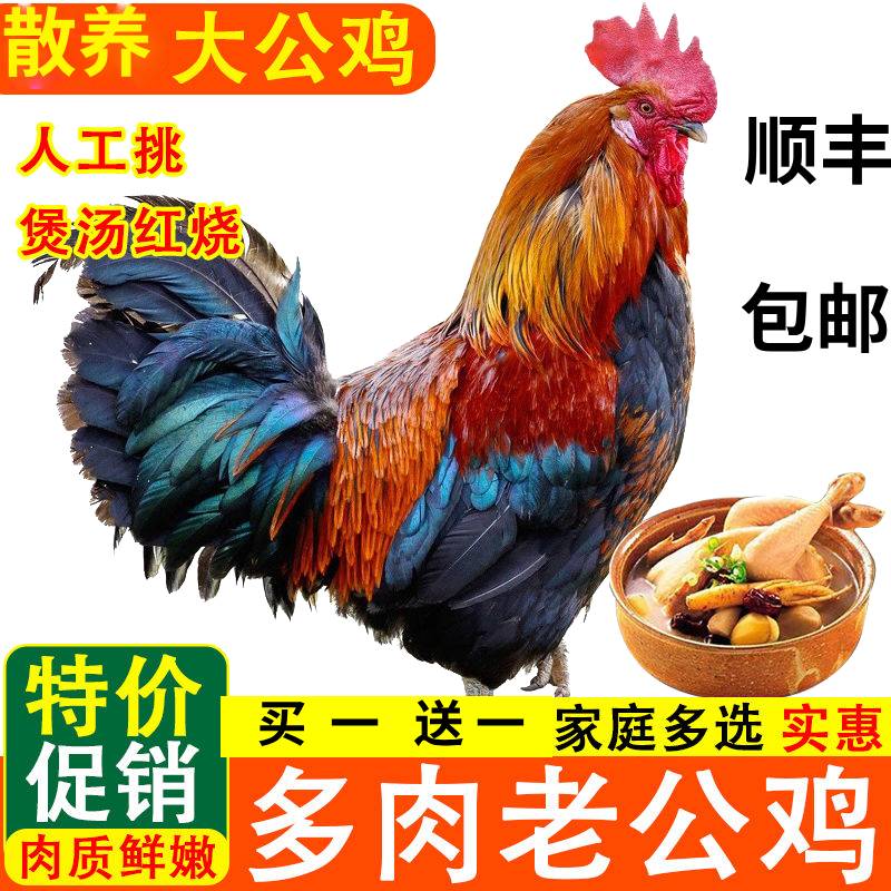 黑脚黑凤公鸡【买1只送1只】散养黑脚2只大公鸡顺丰