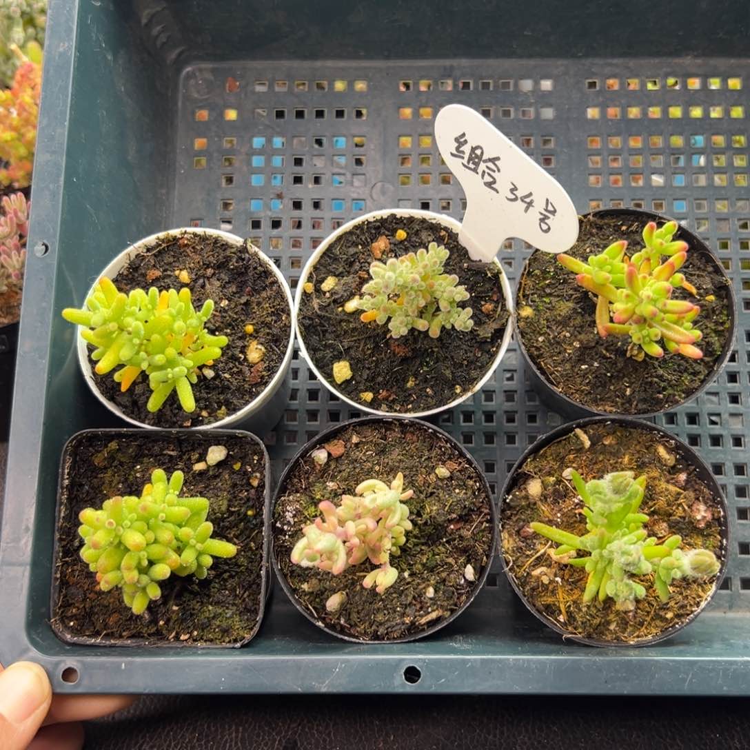 福利款组合6件套34号