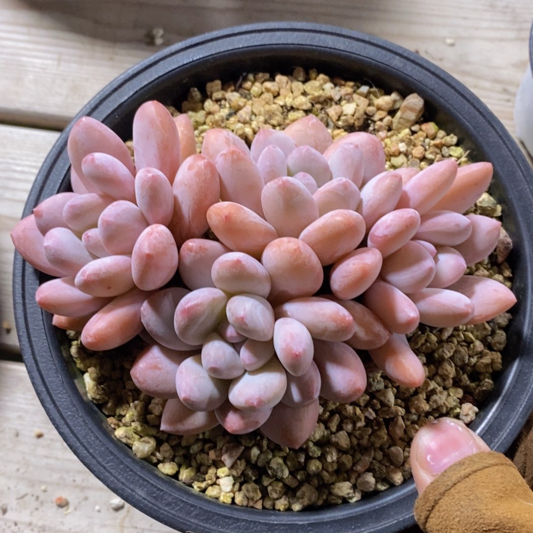 可问主播品种，下滑链接更多品种多肉选择