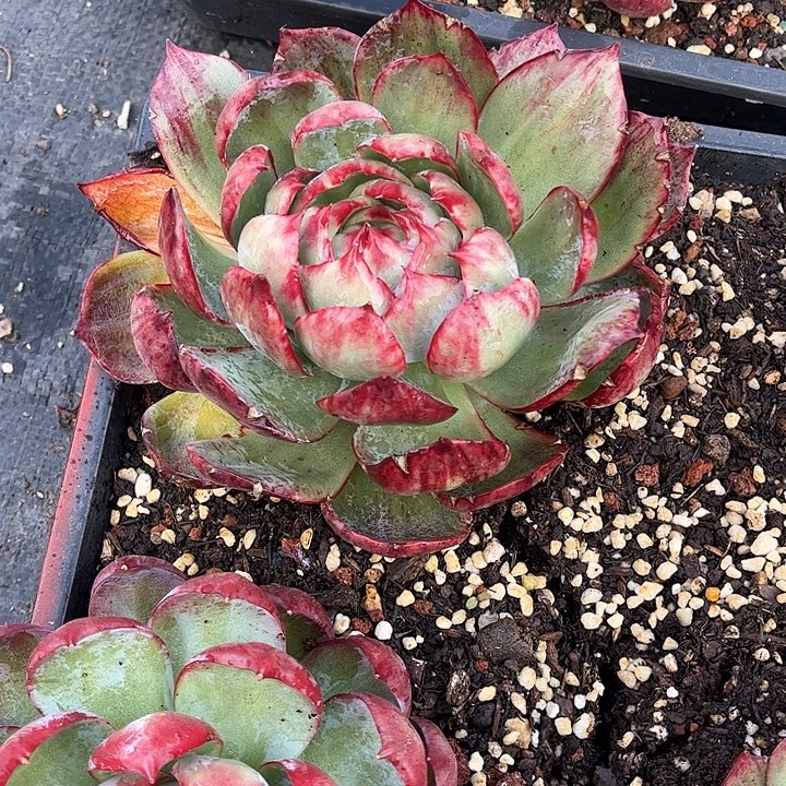 粉***情惊鸿仙子一物一拍