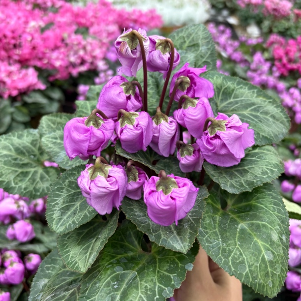 【缤纷甄选】精品烟熏紫铃铛仙客来140规格到手一盆室内好养