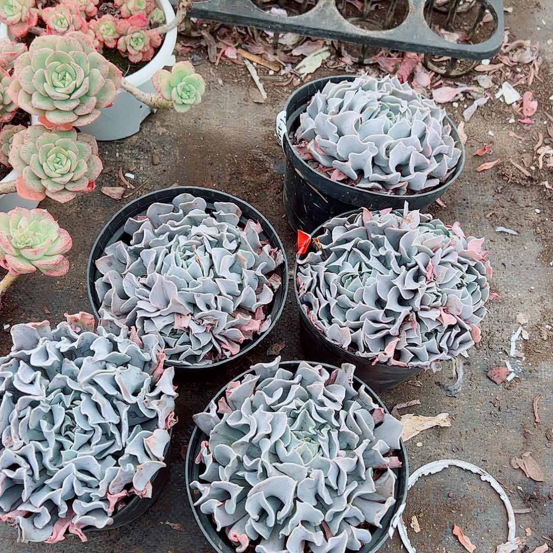 天鹅湖大单头精品特价